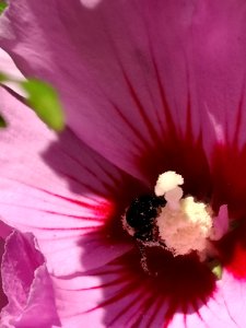 Bumblebee covered in pollen from visiting rose of Sharon (Hibiscus syriacus) flowers