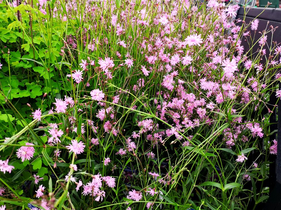 Ragged Robin campion