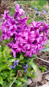 Pink hyacinth, violets photo
