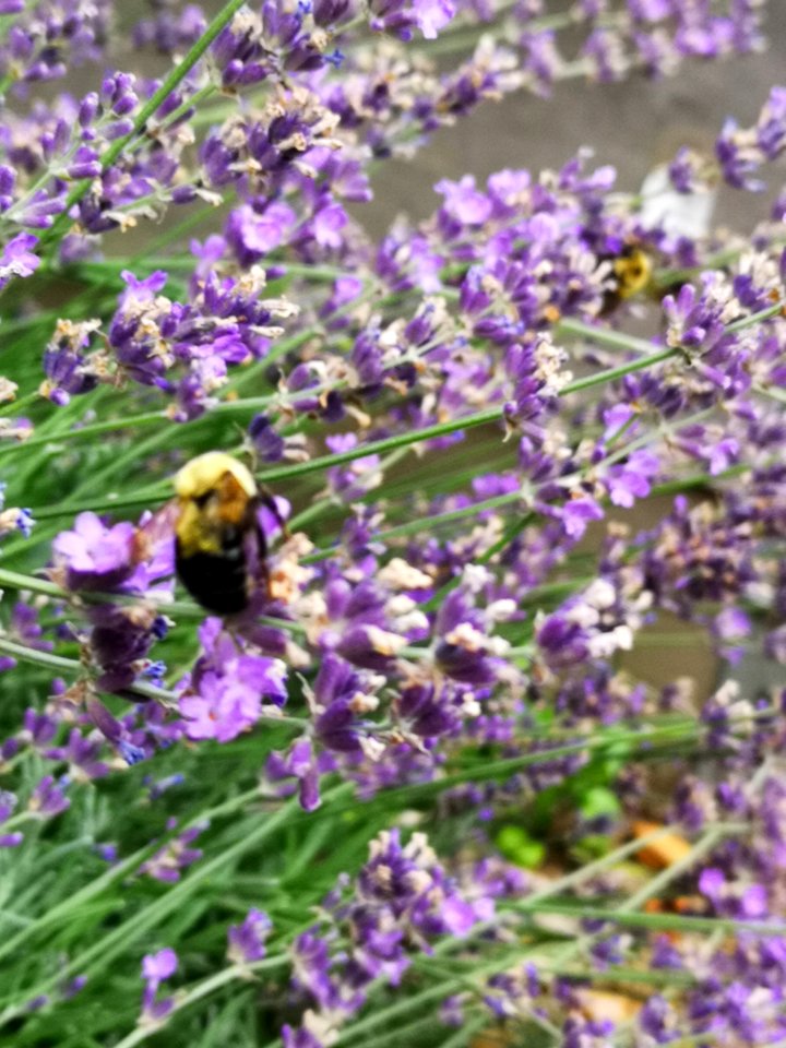 Bumblebees visiting lavender flowers (Lavandula)