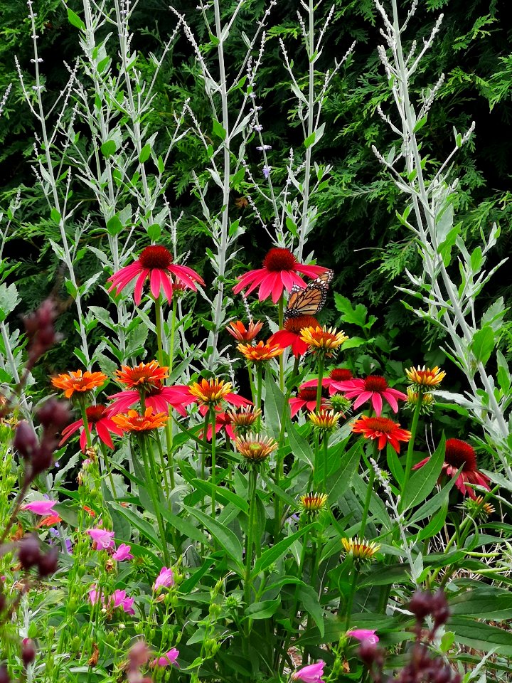 Monarch butterfly (Danaus plexippus) with coneflower (Echinacea 'Cheyenne Spirit')