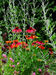 Monarch butterfly (Danaus plexippus) with coneflower (Echinacea 'Cheyenne Spirit')