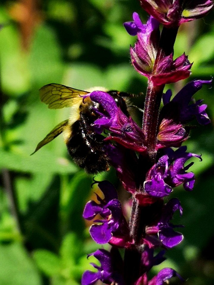 Bumblebee visiting Salvia nemorosa