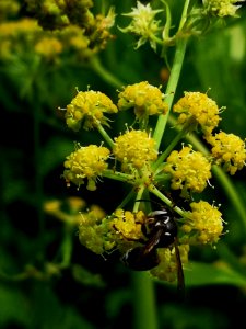 Bald-faced hornet (Dolichovespula maculata) visiting lovage (Levisticum officinale) flowers