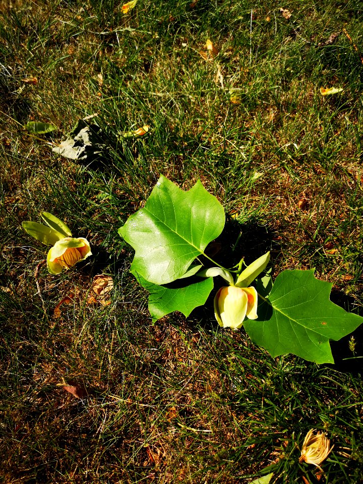 Tulip tree (Liriodendron tulipifera) in bloom. Pretty sure there were cedar waxwing birds in the canopy