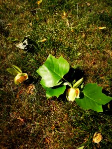Tulip tree (Liriodendron tulipifera) in bloom. Pretty sure there were cedar waxwing birds in the canopy