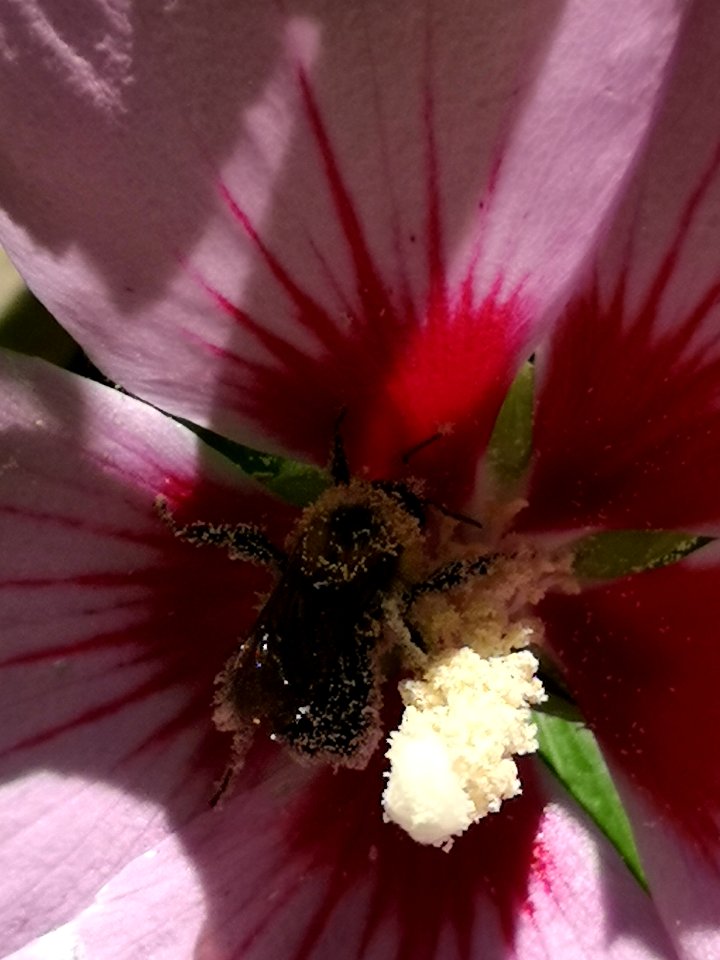 Bumblebee covered in pollen from rose of Sharon (Hibiscus syriacus)