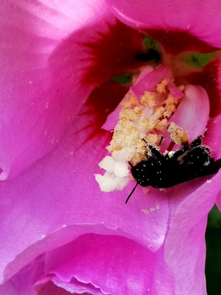 Black bee in rose of Sharon Hibiscus syriacus