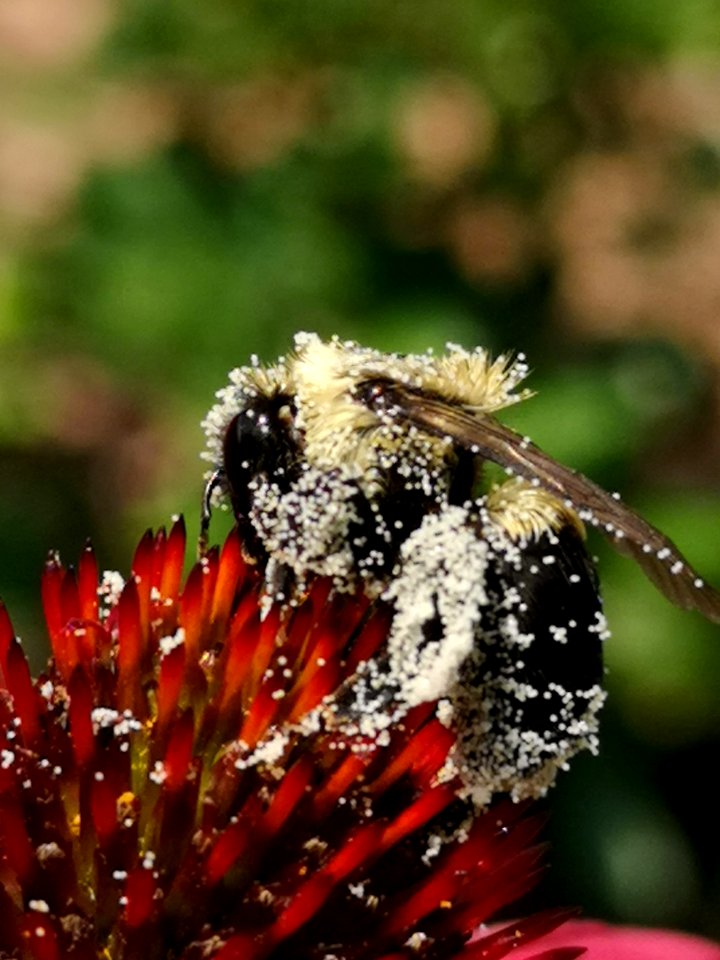 Bumblebee covered with pollen visiting coneflower Echinacea 'Cheyenne Spirit'