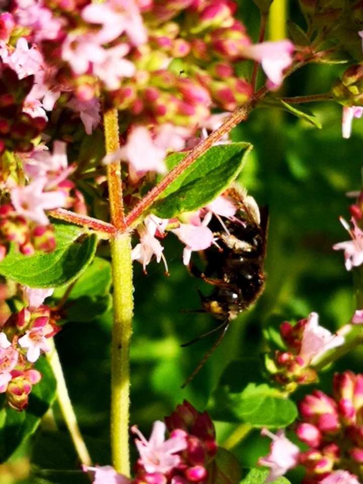 Two-spotted Longhorn bee (Melissodes bimaculatus) visiting oregano flowers (Origanum vulgare)