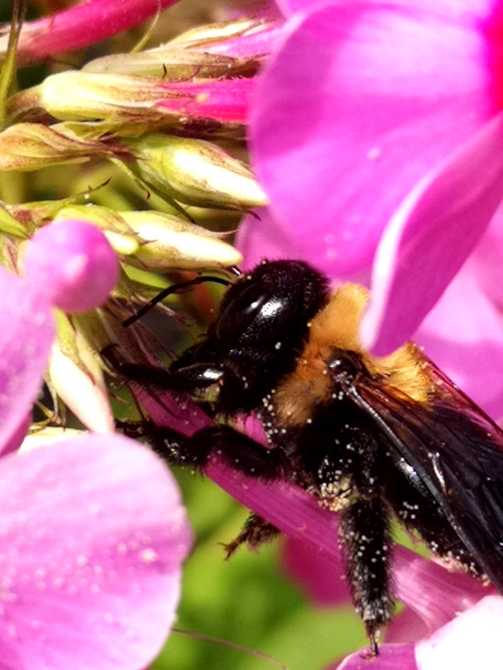 Carpenter bee (Xylocopa) with pollen nectar robbing Phlox paniculata