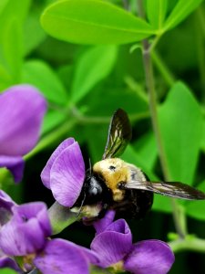 Bee visiting false indigo (Baptisia) flowers