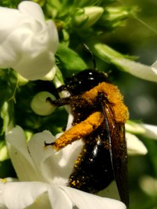 Carpenter bee covered with orange pollen nectar robbing Phlox paniculata