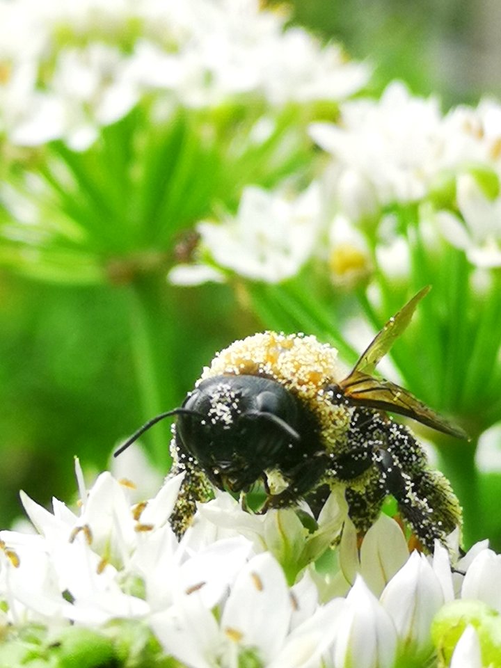 Carpenter bee Xylocopa virginica covered in pollen visiting flowers of garlic chives Allium tuberosum