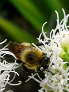 Bumblebee visiting gayfeather Liatris spicata 'Floristan White' photo