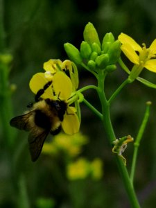 Bumblebee visiting mustard flowers Brassica juncea