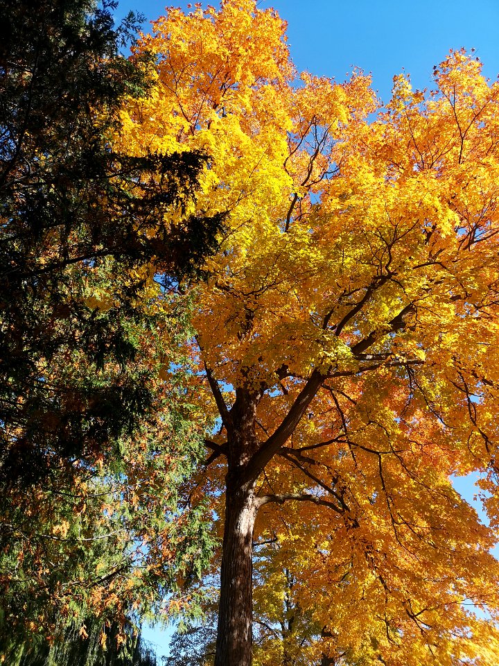 Maple in Fall photo