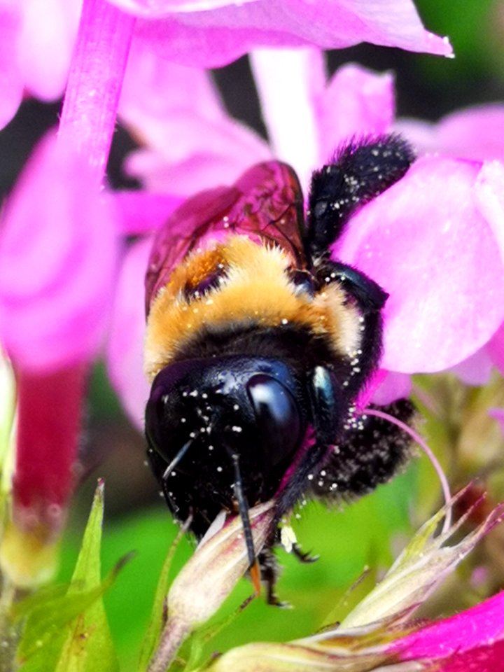 Carpenter bee (Xylocopa) with pollen nectar robbing Phlox paniculata