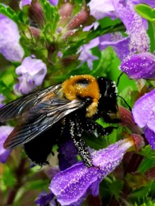 Carpenter bee Xylocopa virginica covered with pollen nectar robbing flowers of dragonhead Dracocephalum moldavica