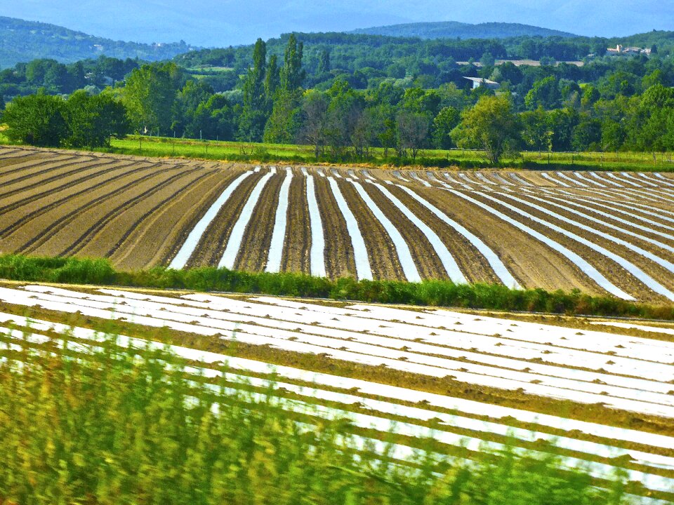 Field farm food