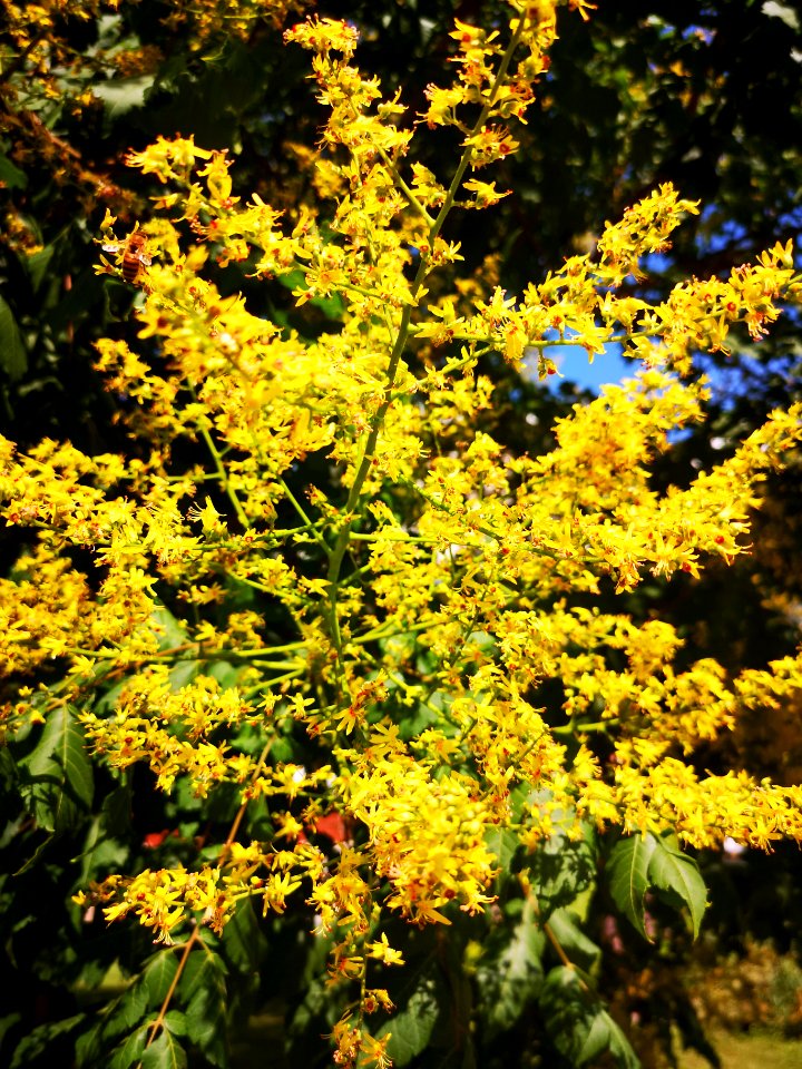 Goldenrain tree (Koelreuteria paniculata)