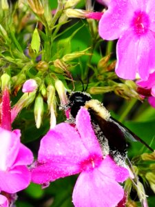 Carpenter bee nectar robbing Phlox paniculata