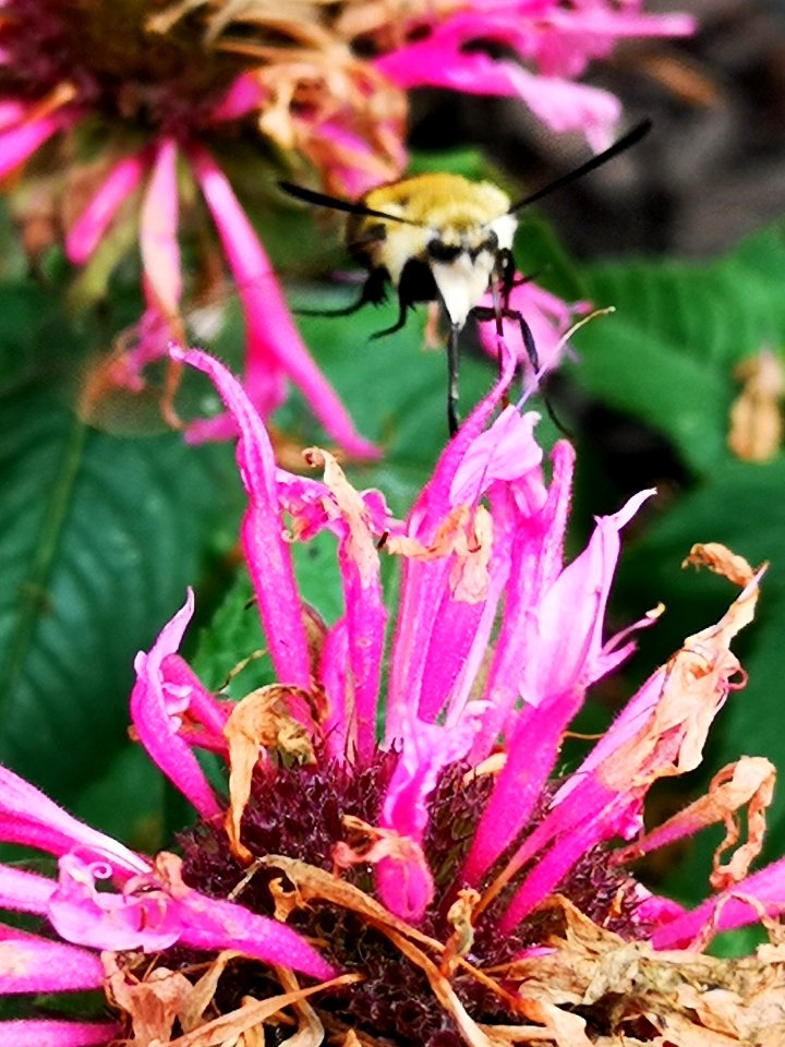 Snowberry clearwing moth (Hemaris diffinis) visiting bee balm (Monarda didyma 'Balmy Pink')