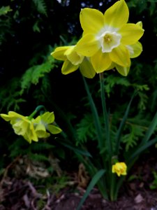 Narcissus Pipit