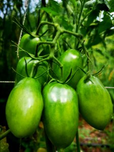 Unripe Orange Banana paste tomatoes