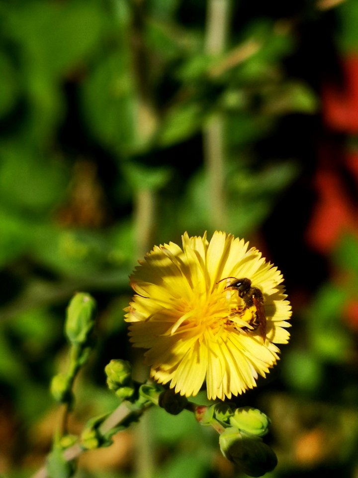 Little bee visiting lettuce flower (Lactuca sativa)