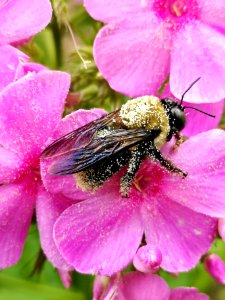 Bumblebee visiting Phlox paniculata