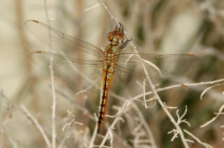 GLIDER, WANDERING (pantala flavescens) (9-2-09) carrizo plain n m , slo co, ca -04