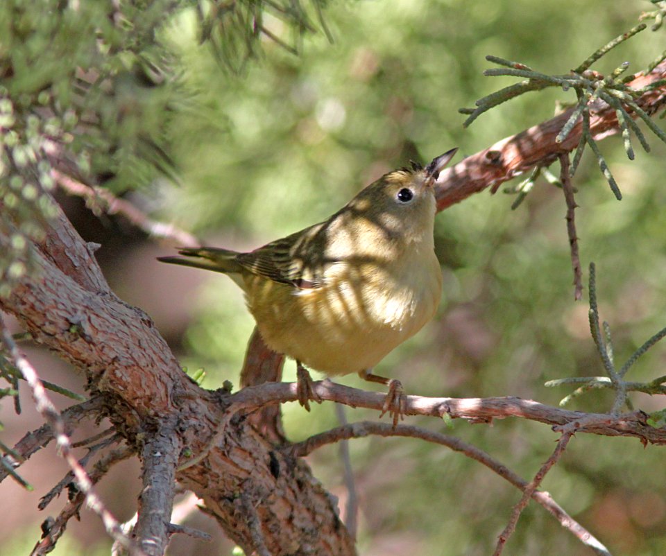 WARBLER, YELLOW with eucalptus gum ?? on bill (9-21-09) cottonwood springs, carrizo n m , slo co, ca -10