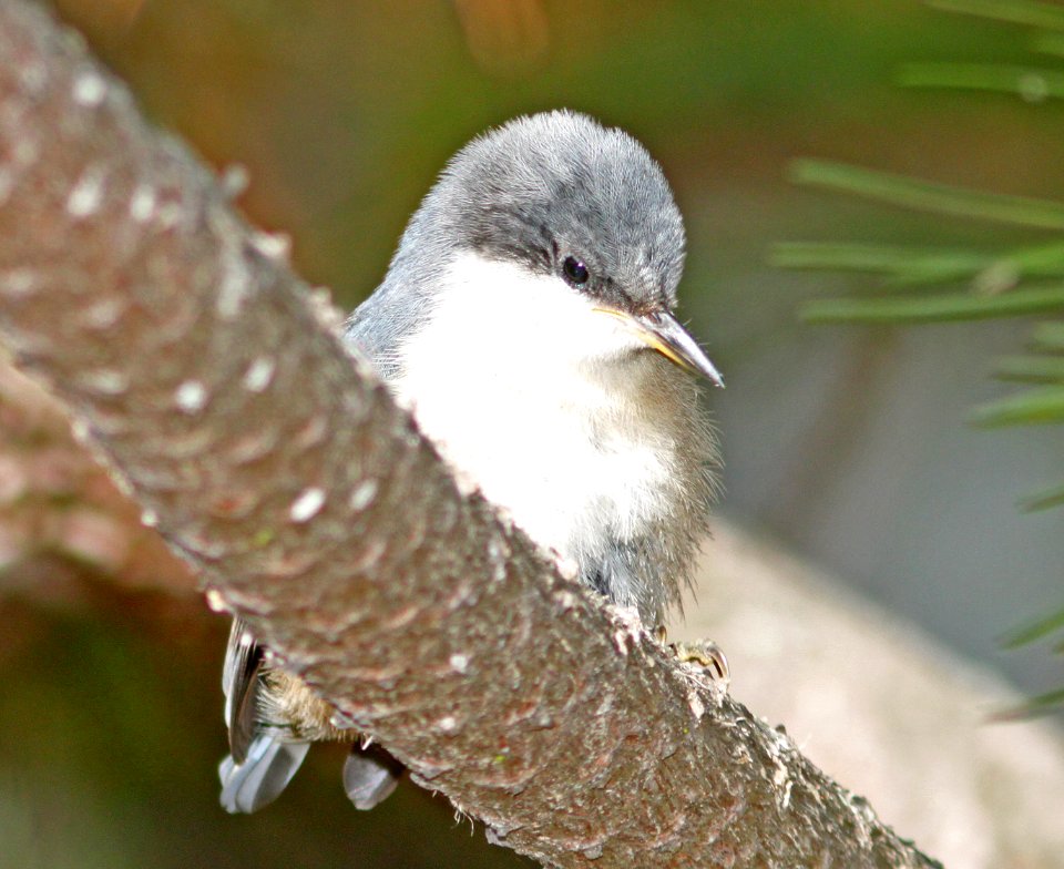 NUTHATCH, PYGMY (7-12-09) san simeon st pk, slo co -18