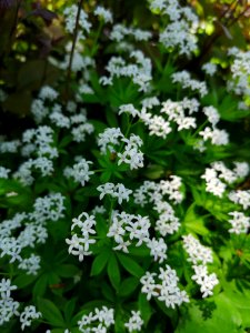 Woodruff (Galium odoratum) photo