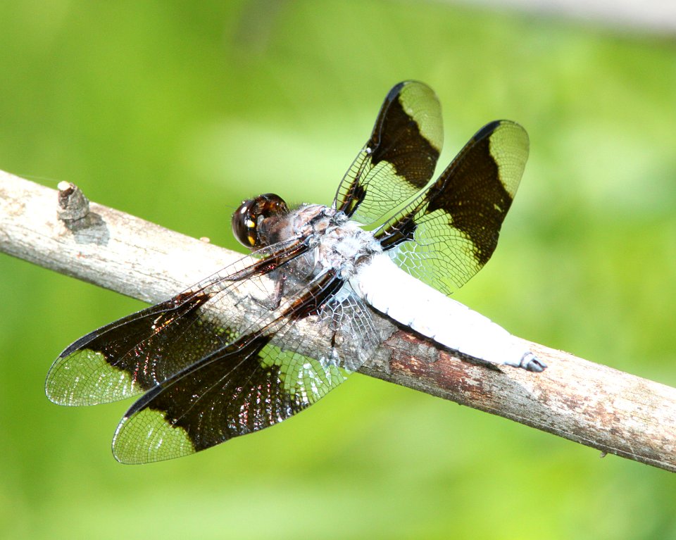 WHITETAIL, COMMON (libellula lydia) (8-11-09) pepperill, ma -01