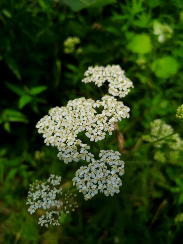 Yarrow at Komoka park