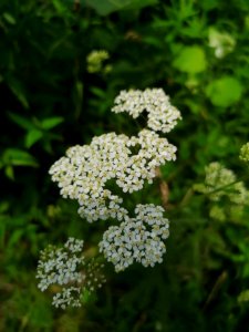 Yarrow at Komoka park