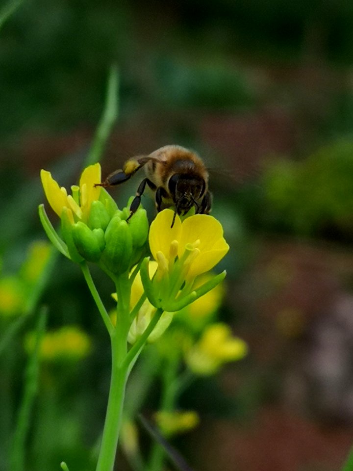 Honeybee visiting mustard Brassica juncea flowers