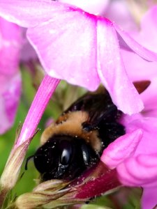 Carpenter bee (Xylocopa) with pollen nectar robbing Phlox paniculata