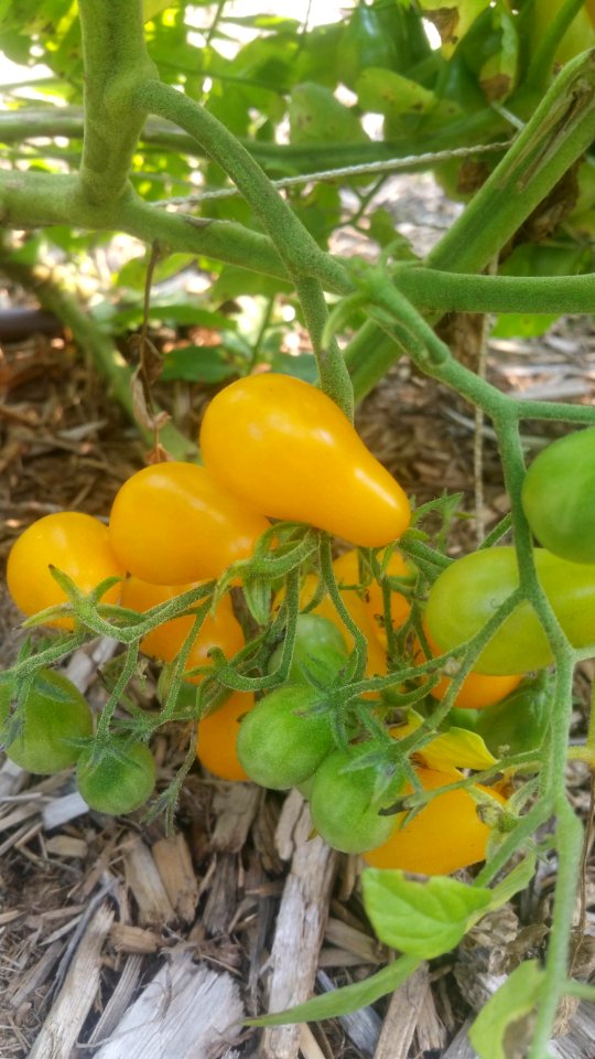 Polen yellow pear requires more diligent trellising