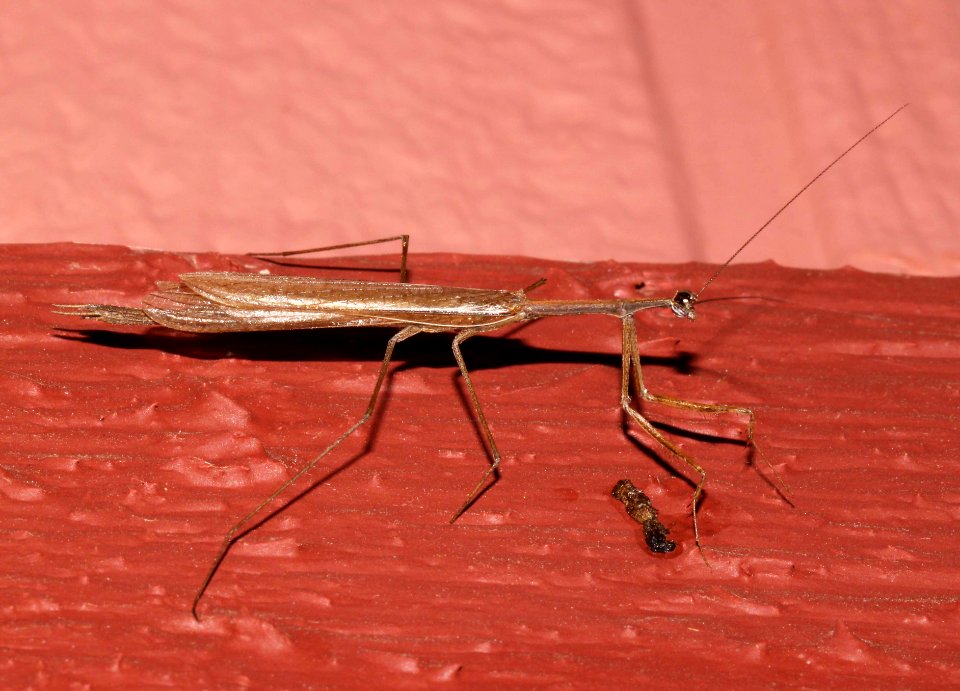 MANTID, sp (9-19-10) 78 circulo montana, west of patagonia, scc, az -01