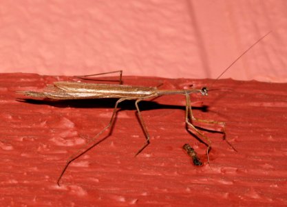 MANTID, sp (9-19-10) 78 circulo montana, west of patagonia, scc, az -01