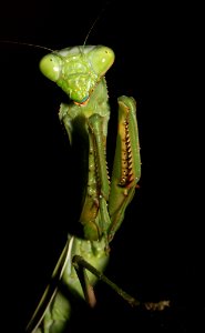 Chinese Mantid (Tenodera aridifolia sinensis) (9-22-10) 78 circulo montana, pat lake ranch estates, scc, az -05