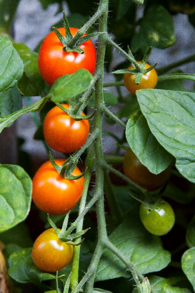 Mature immature red