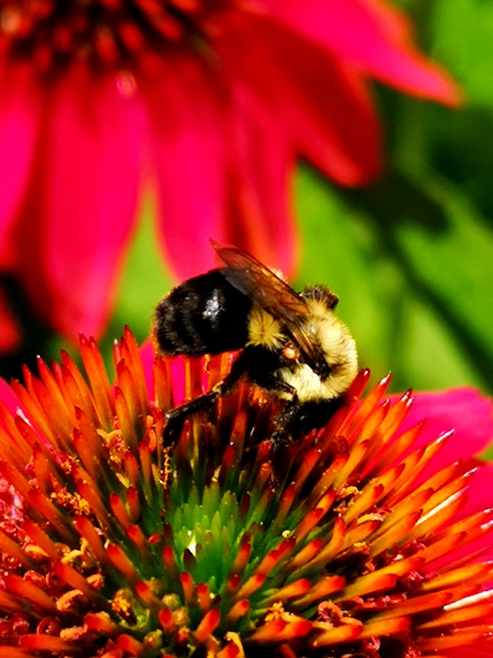 Bumblebee visiting Echinacea 'Cheyenne Spirit'