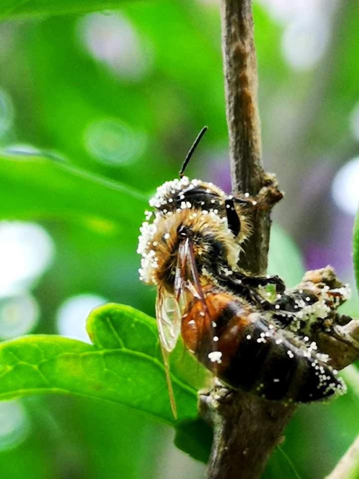 Honeybee with pollen