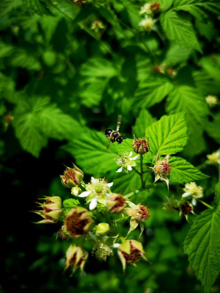Bee with black raspberry flowers (Rubus occidentalis). The flowers attract many species of native bee, but many were too small and fast for me to photograph