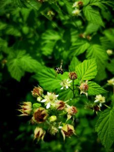 Bee with black raspberry flowers (Rubus occidentalis). The flowers attract many species of native bee, but many were too small and fast for me to photograph
