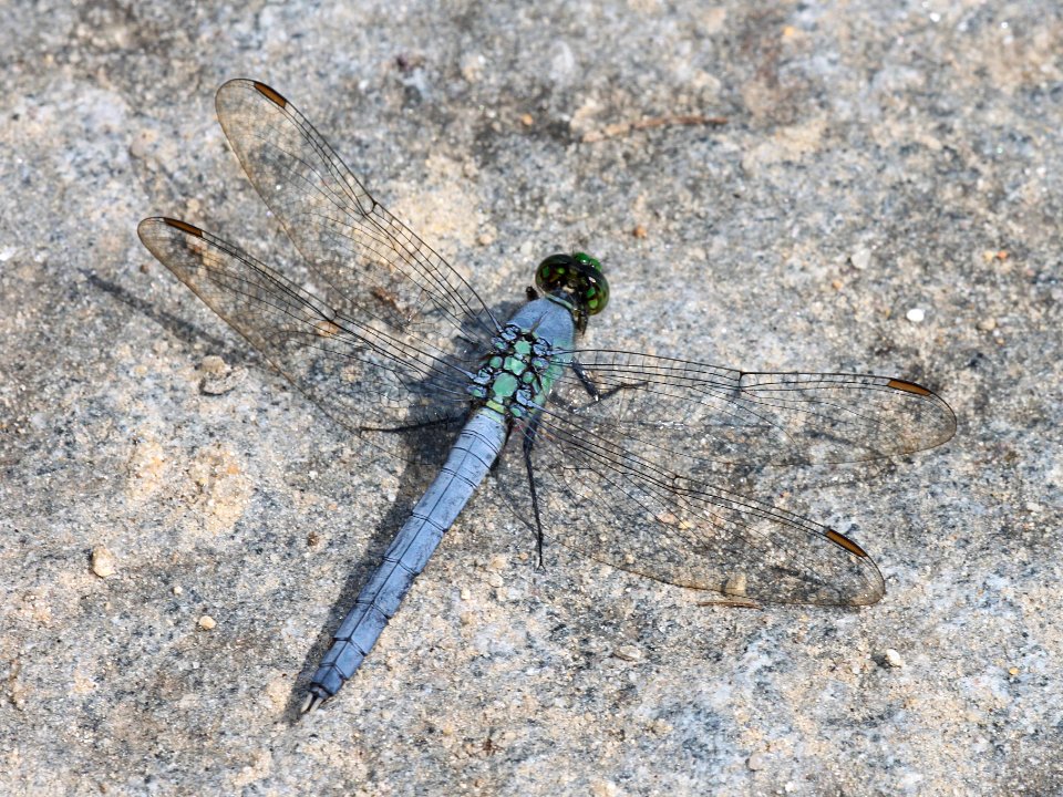 PONDHAWK, EASTERN (erythemis simplicollis) (8-14-09) sterling, ma -01
